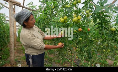 Pillaro, Tungurahua / Équateur - 7 novembre 2023 : femme indigène récoltant des tomates dans un jardin à l'intérieur d'une serre Banque D'Images