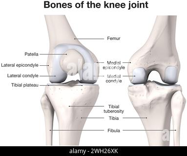 Illustration montrant les os de l'articulation du genou. Étiqueté. Illustration 3D. Banque D'Images