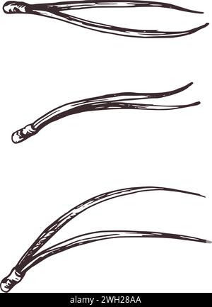 Aiguilles d'un pin. Illustration botanique graphique dessinée à la main à l'encre brune. Ensemble d'objets isolés Illustration de Vecteur