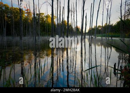 Réflexions matinales des arbres dans une zone humide environnementale Banque D'Images