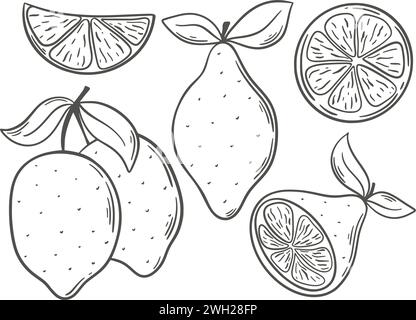 Graphiques vectoriels de jeu de gravure à la main de citrons. Collection de style croquis d'encre d'agrumes. Citron entier, sur branche, moitié, clip Bio sain Illustration de Vecteur