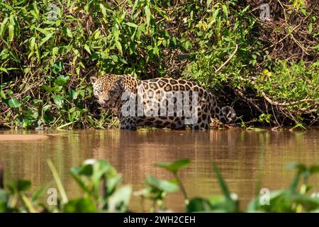 Jaguar marchant dans la rivière des trois Frères, marécages brésiliens, Pantanal, Brésil Banque D'Images