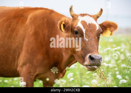 Une vache pèle dans un pré fleuri et regarde la caméra. Banque D'Images