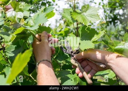 jardinier élague la jeune croissance d'une vigne. Formation d'un buisson porteur de fruits sain. Banque D'Images