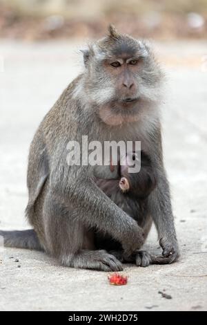 05.11.2023, Keroya, Lombok, IDN - Langschwanzmakake mit Jungtier. Affen, Affenbaby, asiatisch, Asien, aussen, Aussenaufnahme, Fauna, Herbst, HF, Hochformat, Indonesien, indonesisch, Jahreszeit, Javaneraffen, Jungtier, Keroya, Langschwanzmakak, Langschwanzmakaken, Lombok, Macaca fascicularis, Makak, Makaken, Nachwuchs, Natur, Niemand, Primaten, sitzend, sitzt, Suedostasien, Tierbaby, Tiere, Tierreich, Tierwelt, Weibchen, Weiblich, Wildtiere 231105D391LOMBOK.JPG *** 05 11 2023, Keroya, Lombok, IDN macaque à longue queue avec jeune singe, bébé singe, asiatique, Asie, extérieur, tir en plein air, faune, chute Banque D'Images