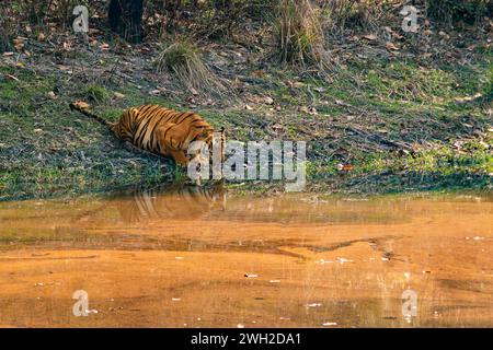 Bengale ou tigre indien buvant à un trou d'eau dans la région du Madhya Pradesh en Inde Banque D'Images