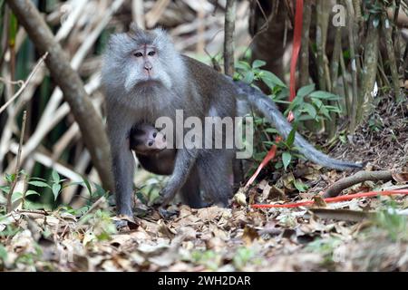 07.11.2023, Keroya, Lombok, IDN - Langschwanzmakake mit Jungtier. Affen, Affenbaby, asiatisch, Asien, aussen, Aussenaufnahme, Fauna, Herbst, Indonesien, indonesisch, Jahreszeit, Javaneraffen, Jungtier, Keroya, Langschwanzmakak, Langschwanzmakaken, Lombok, Macaca fascicularis, Makak, Makaken, Nachwuchs, Natur, niemand, Primaten, QF, Querformat, sitzend, sitzt, Suedostasien, Tierbaby, Tiere, Tierreich, Tierwelt, Weibchen, Weiblich, Wildtiere 231107D434LOMBOK.JPG *** 07 11 2023, Keroya, Lombok, IDN macaque à longue queue avec jeune singe, bébé singe, asiatique, Asie, extérieur, tir en plein air, faune, chute Banque D'Images