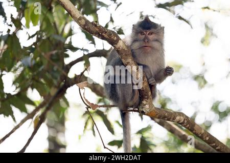 07.11.2023, Keroya, Lombok, IDN - Langschwanzmakake sitzt in einem Baum auf einem AST. Affe, asiatisch, Asien, AST, aussen, Aussenaufnahme, Baum, Einzeltier, Fauna, Herbst, Indonesien, indonesisch, Jahreszeit, Javaneraffe, Keroya, Langschwanzmakak, Langschwanzmakake, Lombok, Macaca fascicularis, Makak, Makake, Natur, niemand, primate, QF, Querformat, sitzend, sitzt, Suedostasien, Tier, Tierreich, Tierwelt, Wildtier 231107D431LOMBOK.JPG *** 07 11 2023, Keroya, Lombok, IDN macaque à longue queue assis dans un arbre sur une branche singe, asiatique, Asie, branche, extérieur, tir en plein air, arbre, animal unique, f Banque D'Images