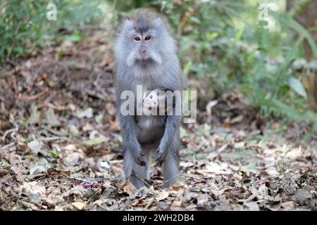 07.11.2023, Keroya, Lombok, IDN - Langschwanzmakake mit Jungtier. Affen, Affenbaby, asiatisch, Asien, aussen, Aussenaufnahme, Fauna, Herbst, Indonesien, indonesisch, Jahreszeit, Javaneraffen, Jungtier, Keroya, Langschwanzmakak, Langschwanzmakaken, Lombok, Macaca fascicularis, Makak, Makaken, Nachwuchs, Natur, niemand, Primaten, QF, Querformat, sitzend, sitzt, Suedostasien, Tierbaby, Tiere, Tierreich, Tierwelt, Weibchen, Weiblich, Wildtiere 231107D436LOMBOK.JPG *** 07 11 2023, Keroya, Lombok, IDN macaque à longue queue avec jeune singe, bébé singe, asiatique, Asie, extérieur, tir en plein air, faune, chute Banque D'Images