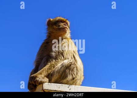 Vue sur un singe macaque de Barbarie, dans les montagnes du Moyen Atlas, au Maroc Banque D'Images