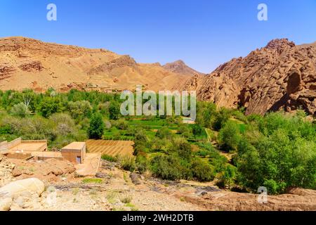 Vue sur le champ agricole de la gorge de Dades, les montagnes du Haut Atlas, Maroc central Banque D'Images