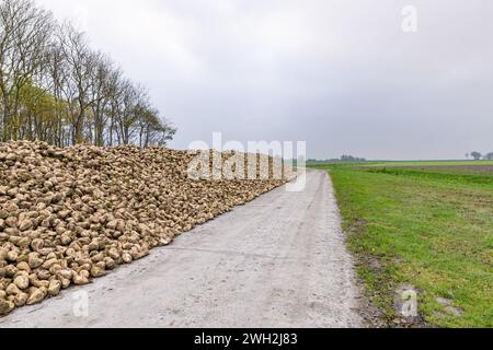 Une pince de stockage de betteraves sucrières récoltées empilées le long d'un chemin sur des terres agricoles en automne. Banque D'Images