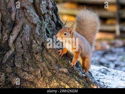 Mignon petit écureuil rouge écossais sur la base d'un tronc d'arbre dans la forêt avec de la neige sur le sol Banque D'Images