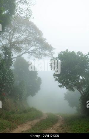 Route de terre humide dans la forêt de la jungle dans le volcan Baru , province de Chiriqui, Panama - photo stock Banque D'Images