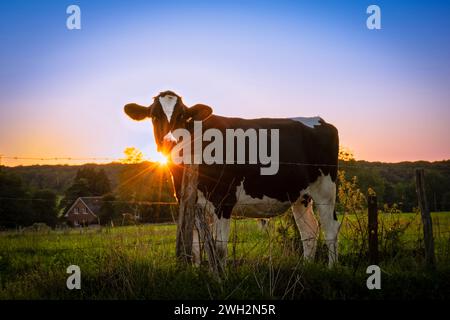 Une vache laitière devant le soleil couchant dans un champ de terres agricoles pâturant sur l'herbe verte luxuriante au coucher du soleil. Belgique été dans les Ardennes rurales où les animaux aiment Banque D'Images