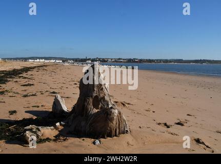 Le bois flotté sur la plage a été embéré dans la forme de sable.montagne créée par l'action de la mer et de sable.Dawlish Warren. Devon.UK Banque D'Images