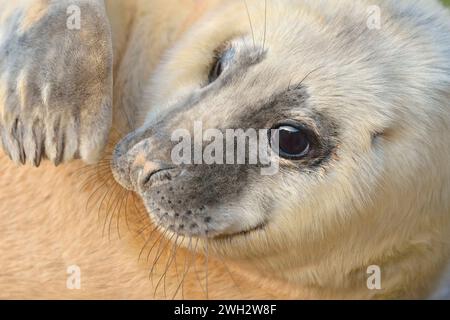 Phoque gris (Halichoerus grypus) gros plan d'un chiot photographié en hiver après-midi au soleil dans la colonie de reproduction, réserve naturelle nationale de St Abbs Head Banque D'Images