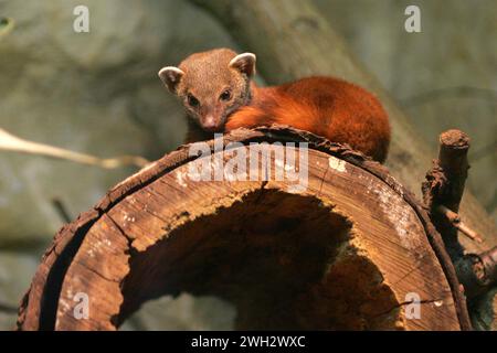 ein Ringelschwanzmungo im Saarbruecker Zoo Foto: Thomas Wieck V e R o e f e n t l i c h u n g n u m i t n a m e u n d H o n o R a R z a h l u n Banque D'Images