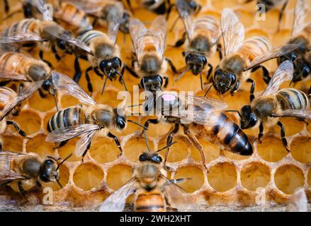 Reine des abeilles à miel, marquée en rose, sur peigne, entourée d'abeilles nourricières Banque D'Images