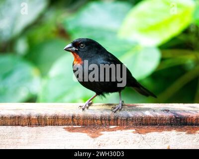 Loxigilla noctis du bullfinch des Antilles Banque D'Images