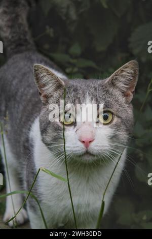 Chat errant Banque D'Images