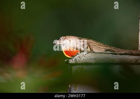 Anole brune (Anolis sagrei) effectuant une exposition territoriale avec Dewlap, Galveston, Texas, USA Banque D'Images