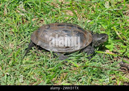 Tortue de bassin européenne, terrapin de bassin européen, Europäische Sumpfschildkröte, Cisthesis, Emys orbicularis, mocsári teknős, Hongrie, Magyarország, Europe Banque D'Images