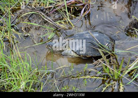 Tortue de bassin européenne, terrapin de bassin européen, Europäische Sumpfschildkröte, Cisthesis, Emys orbicularis, mocsári teknős, Hongrie, Magyarország, Europe Banque D'Images