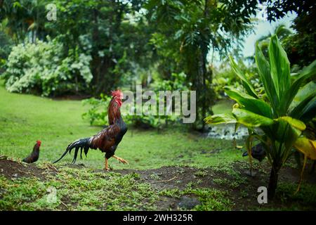 Coq et poule dans un jardin Banque D'Images