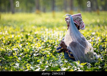 Femme indienne cueillant des feuilles de thé et les mettant dans un sac rempli de feuilles de thé portant sa tête sur une plantation de thé près de Dibrugarh, Assam, Inde Banque D'Images