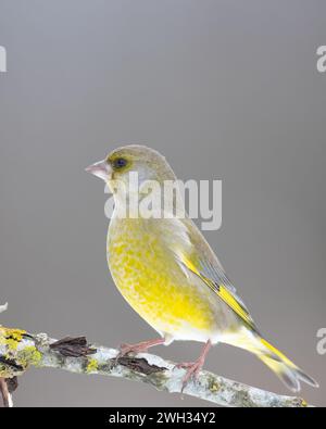 Greenfinch européen Chloris chloris ou greenfinch commun songbird petit oiseau jaune sur fond flou Banque D'Images