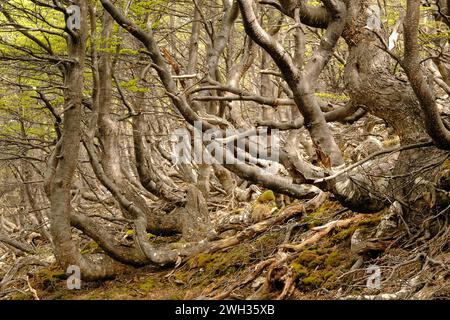 Forêt de hêtres du sud balayée par le vent dans les montagnes de la Terre de feu en Patagonie Argentine derrière la ville d'Ushuaia. Banque D'Images