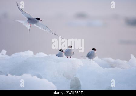 Sterne arctique Sterna paradisaea dans la mer de beaufort autour de packice au large de la plaine côtière anwr 1002 océan arcitc Alaska Banque D'Images