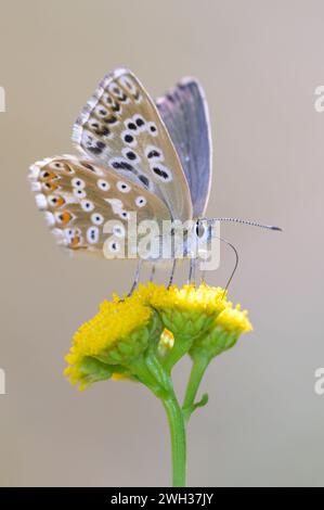 Le bleu cralkhill - Lysandra coridon - aspire le nectar avec son proboscis d'une fleur de tansy - Tanacetum vulgare Banque D'Images