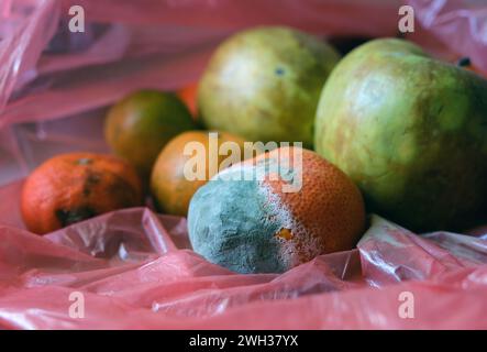 Fruits moisis. Mandarine moisie. Fruits non comestibles et qui doivent être jetés. Banque D'Images