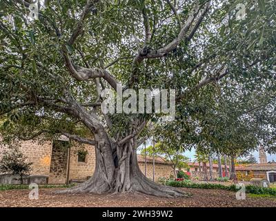 Santa Barbara, CA, États-Unis - 18 décembre 2023 : figuier géant sur le cimetière Old Mission. Murs historiques et plantes avec quelques tombes Banque D'Images