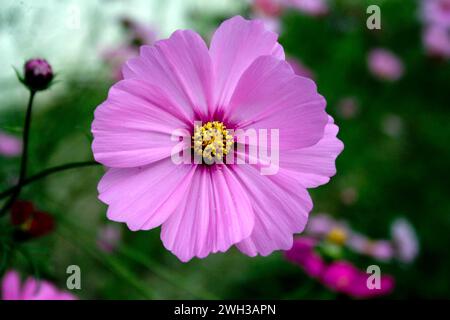 Belles fleurs sauvages poussant dans un jardin dans un village rural au Bangladesh. Banque D'Images