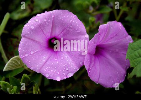 Belles fleurs sauvages poussant dans un jardin dans un village rural au Bangladesh. Banque D'Images