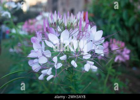 Belles fleurs sauvages poussant dans un jardin dans un village rural au Bangladesh. Banque D'Images