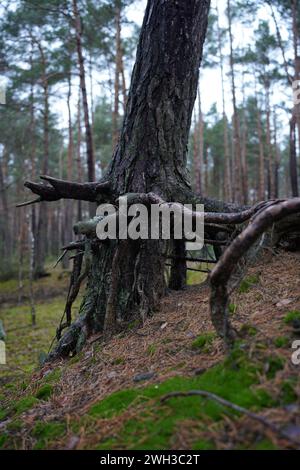 Les racines lavées dans la forêt pendant l'automne en Pologne Banque D'Images