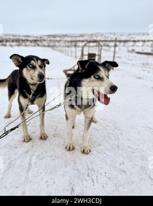 Traîneau de chiens Husky à Tana Bru, Norvège. Banque D'Images