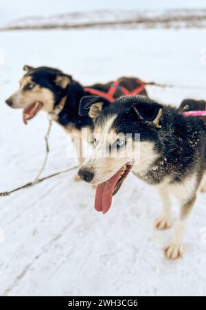 Traîneau de chiens Husky à Tana Bru, Norvège. Banque D'Images