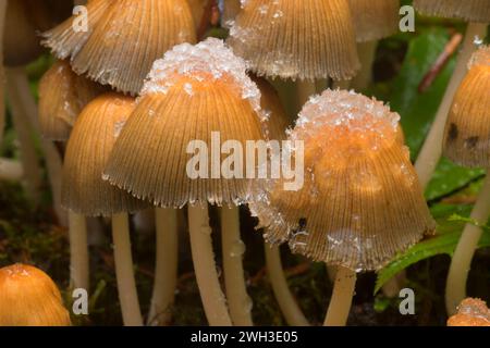 Le long du sentier de champignons Brice, Umpqua National Forest, Virginia Banque D'Images