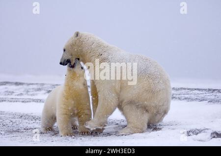 Ours polaires Ursus maritimus ourson de printemps mord par erreur sa bouche mère, le long d'une île barrière sur la côte arctique, en Alaska Banque D'Images