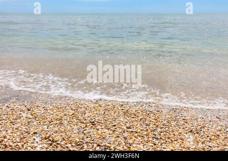 des centaines de milliers de coquillages sur le bord de mer en été Banque D'Images