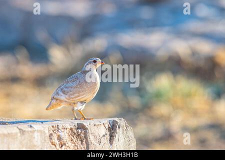 See-See Partridge (Ammoperdix griseogularis) sur rocher. Banque D'Images