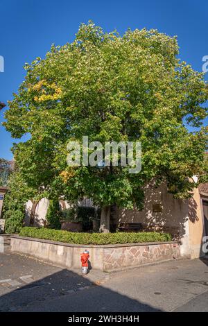 Mittelbergheim, France - 09 10 2020 : vignoble alsacien. Place commémorative pour le poète polonais Czeslaw Milosz né en Lituanie à l'ombre d'une remarqua Banque D'Images