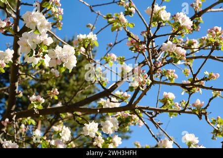 Gros plan des fleurs d'amande sur l'arbre. Banque D'Images