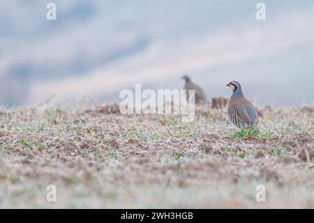 Perdrix de Chukar (Alectoris chukar) se nourrissant dans le champ. Banque D'Images