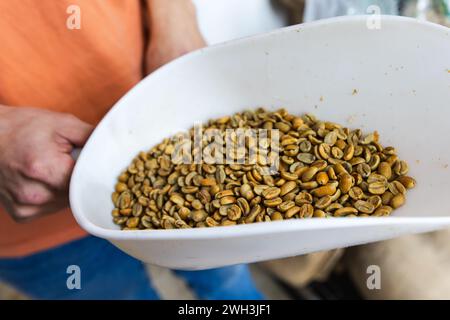 Café fermenté juste en grains avant torréfaction. Café Arabica sélectionné, graines vertes sont dans une cuillère en plastique blanc, photo rapprochée avec mise au point sélective Banque D'Images